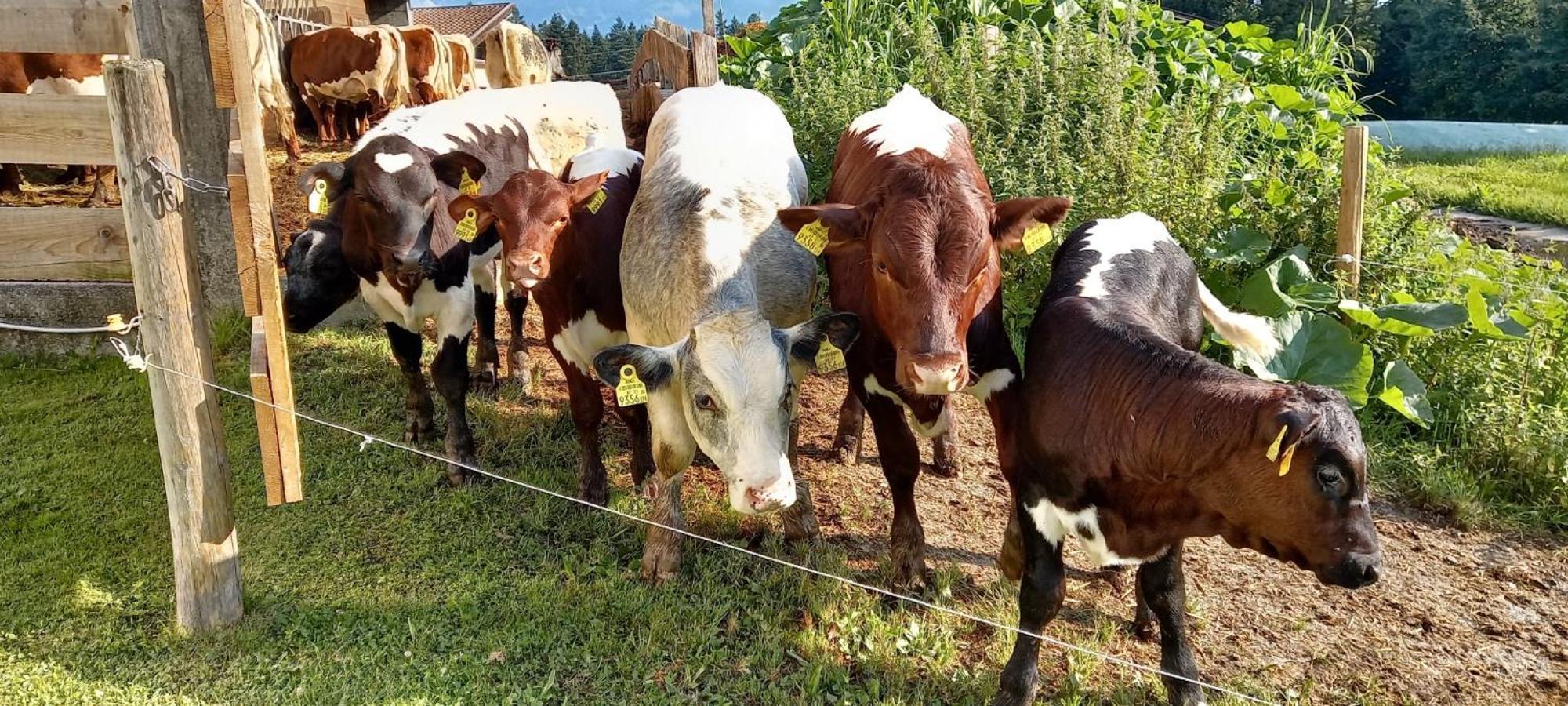 شقة Filzenhof كيتزبوهيل المظهر الخارجي الصورة